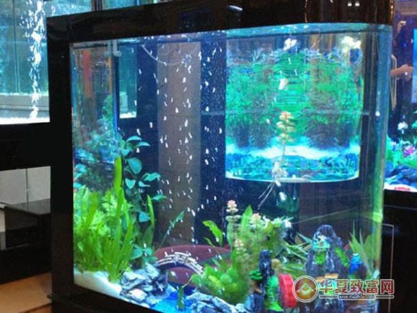 博宇水族加盟